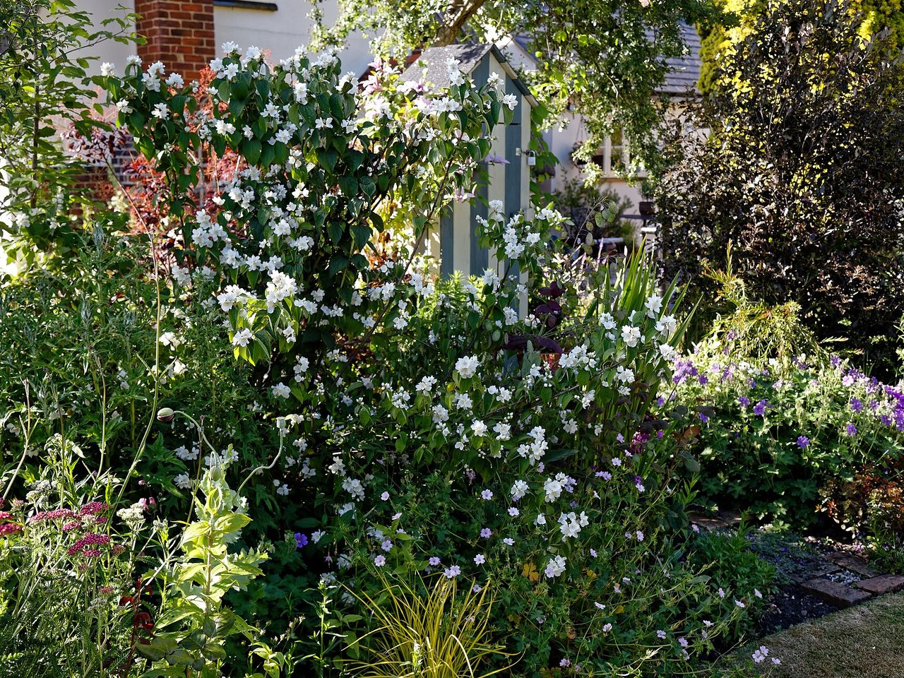 Massif de jardin dense mêlant arbustes fleuris, vivaces et graminées devant une maison